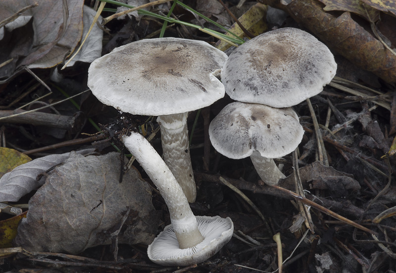 Tricholoma cingulatum